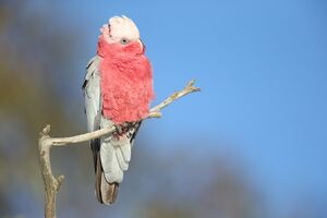 [Image ID: A photograph of a Galah, an Australian parrot also known as a rose-breasted cockatoo. The galah is perched on a branch. /.End ID]