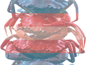 Crabstack trans.png