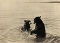 Historic Yellowstone Bears.jpg