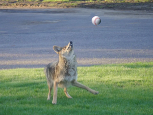 Halexandrey ball catching.png